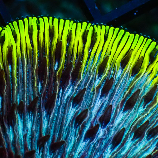 Fungia MC Plasma Rainbow