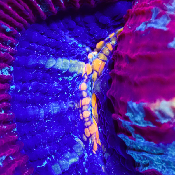 Trachyphyllia MC Royal Ammonite