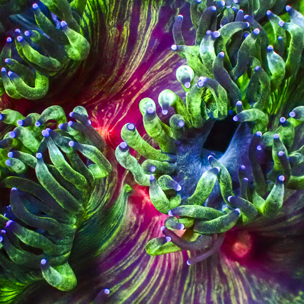 Catalaphyllia MC Venom Galaxy