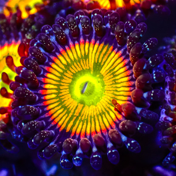 Zoanthus MC Ultra Sunny D.