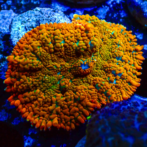 Rhodactis MC Galactic Blaze Pulse