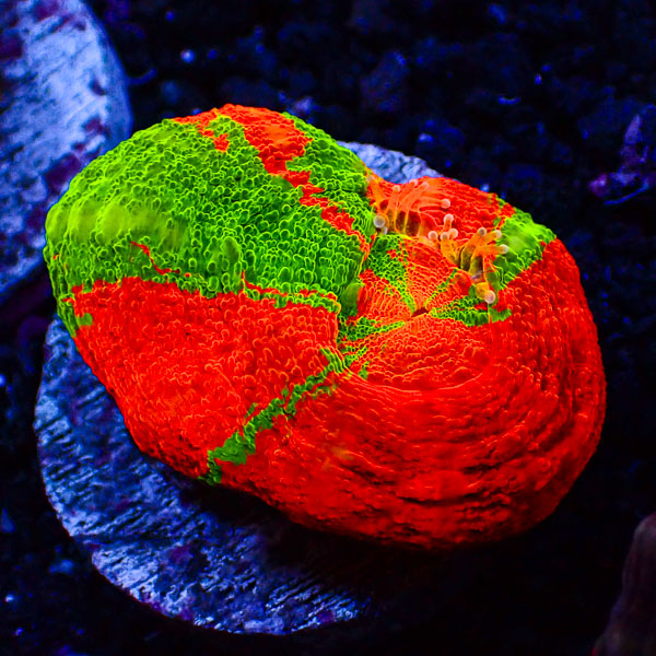Scolymia MC Bleedig Apple
