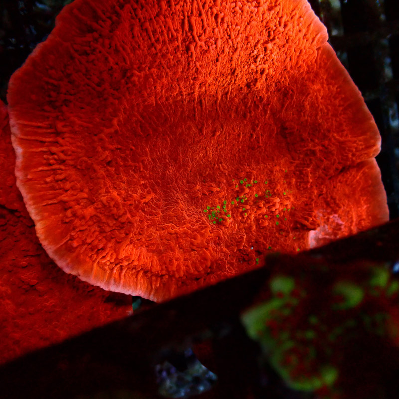 Montipora Crafted Rot Grün Frag 1