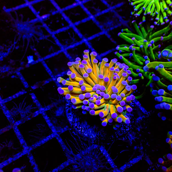 Euphyllia glabrescens