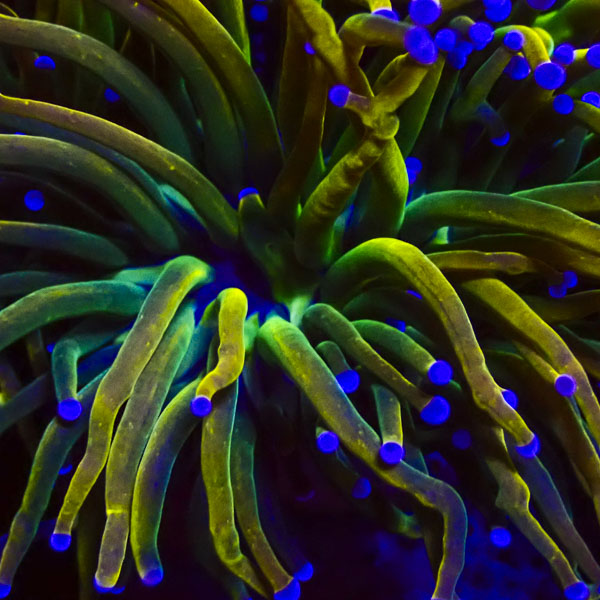 Euphyllia Rapunzel Holy Grail NZ