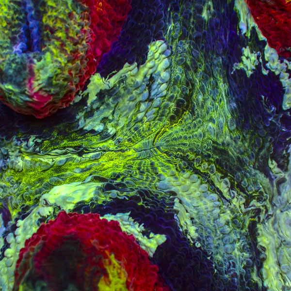 Trachyphyllia MC Painted Horizon