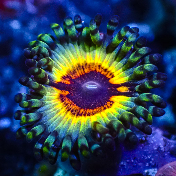 Zoanthus MC Sonic Flare