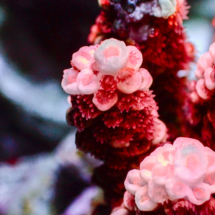 Acropora Tenuis Pink Nova