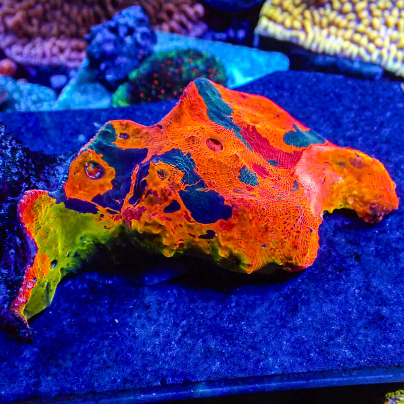 Chalice Ultra Kaleidoskop – Leuchtendes Multicolor-Exemplar (EU-exklusiv)