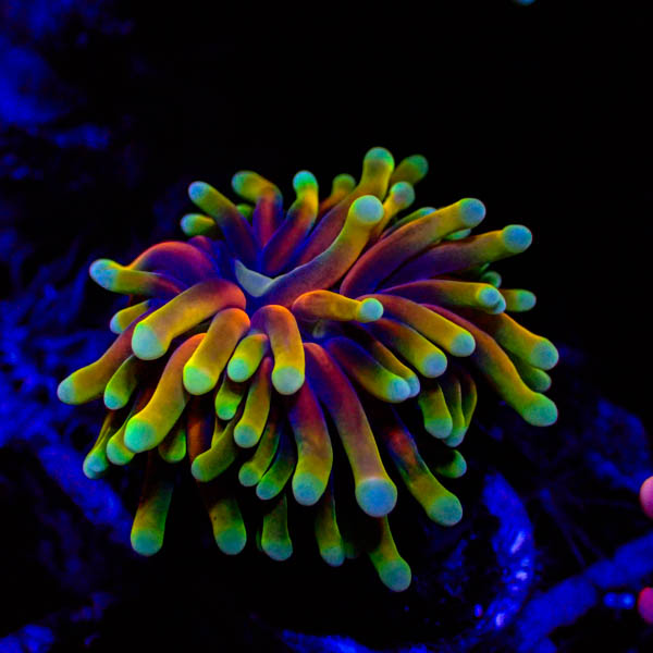 Euphyllia glabrescens