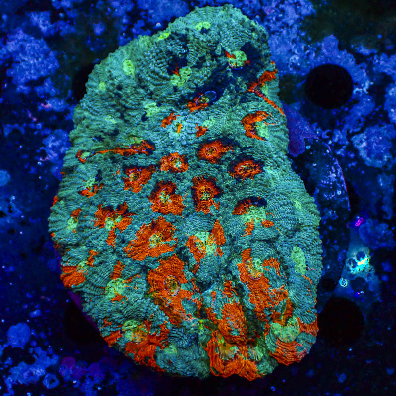 Acanthastrea Echinata