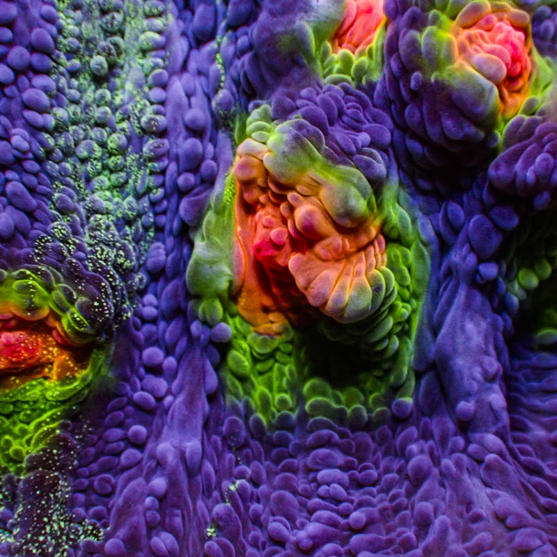 Chalice Purple Neon – Orangene Münder & giftgrünes Edge