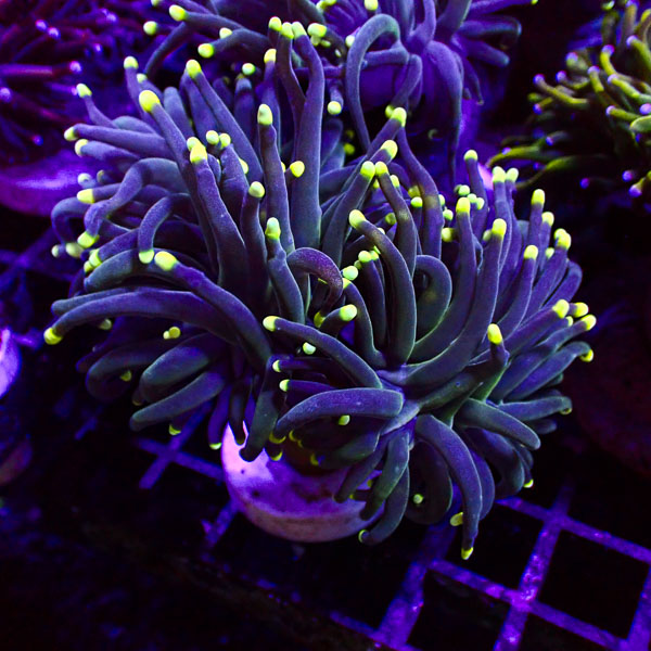 Euphyllia Black Torch Green Tips NZ
