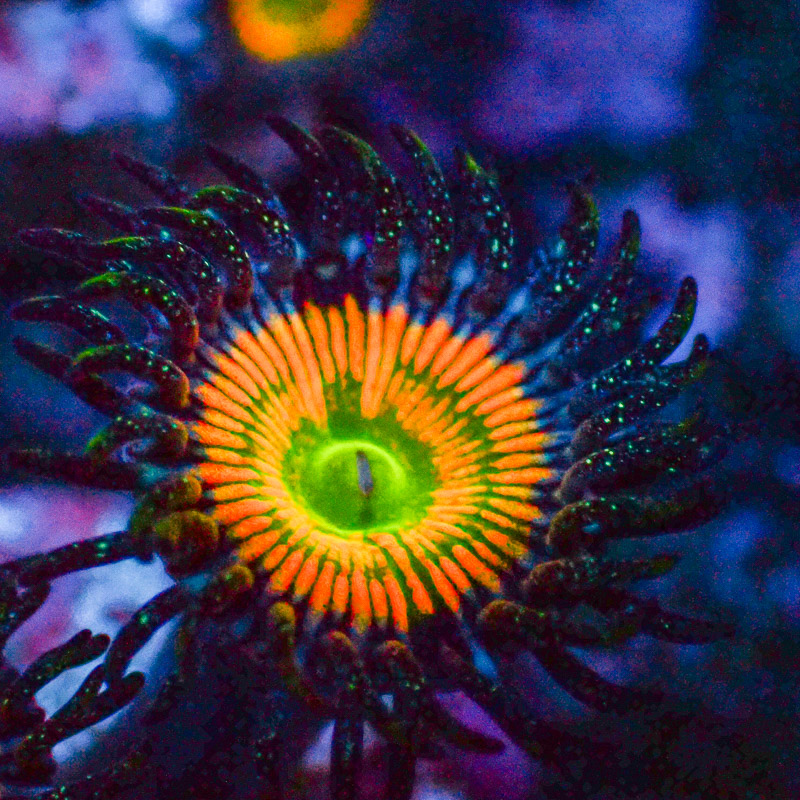 Zoanthus MC Ultra Sunny D.