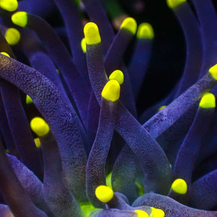 Euphyllia Black Torch Yellow Tips