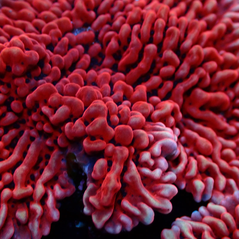 Montipora Mean Streak Frag 35