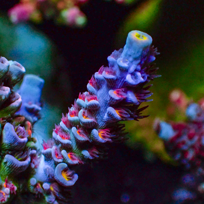 Acropora Rainbow