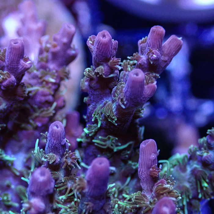 Acropora MC Confetti