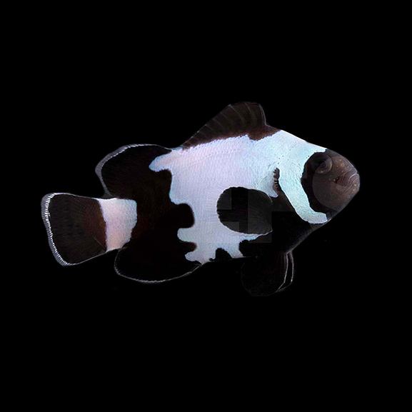 Anemonenfisch Black Snowflake Premium