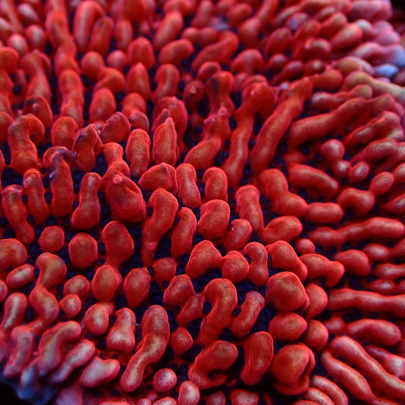 Montipora Mean Streak Frag 26