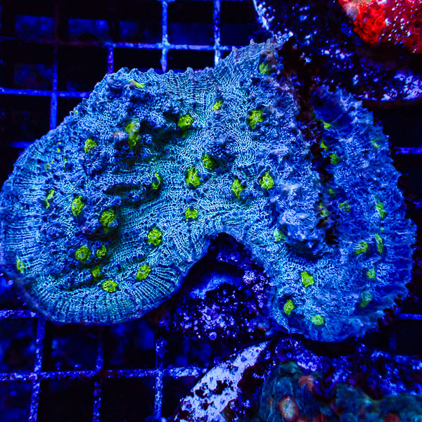 Chalice MC Frostline