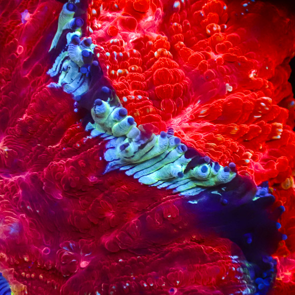 Acanthophyllia Lava Lagoon