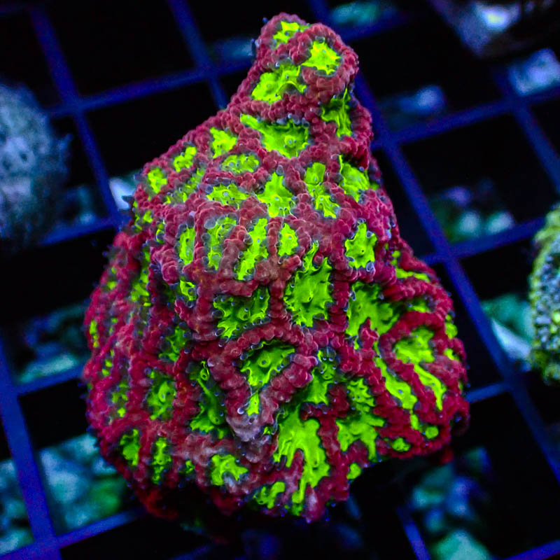 Favia Grün Neon – Intensive LPS mit roten Ringmündern