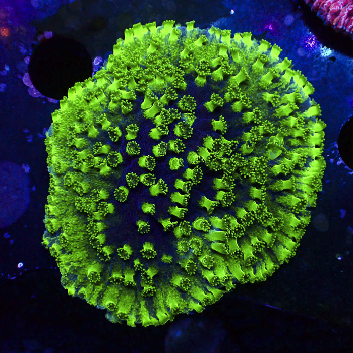 Turbinaria Ultra Grün