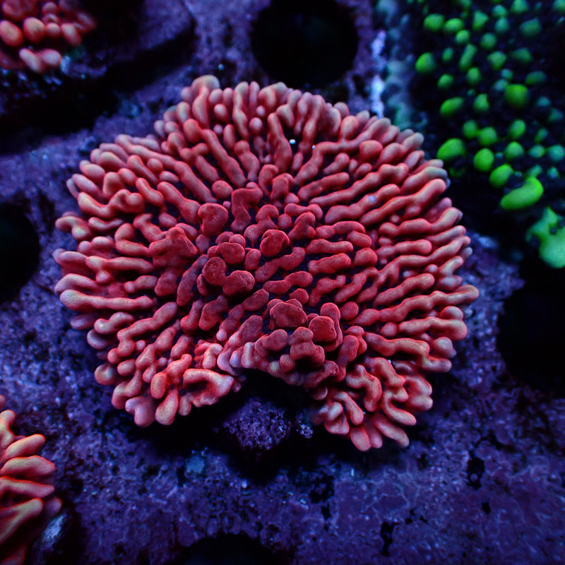 Montipora Mean Streak Frag 20