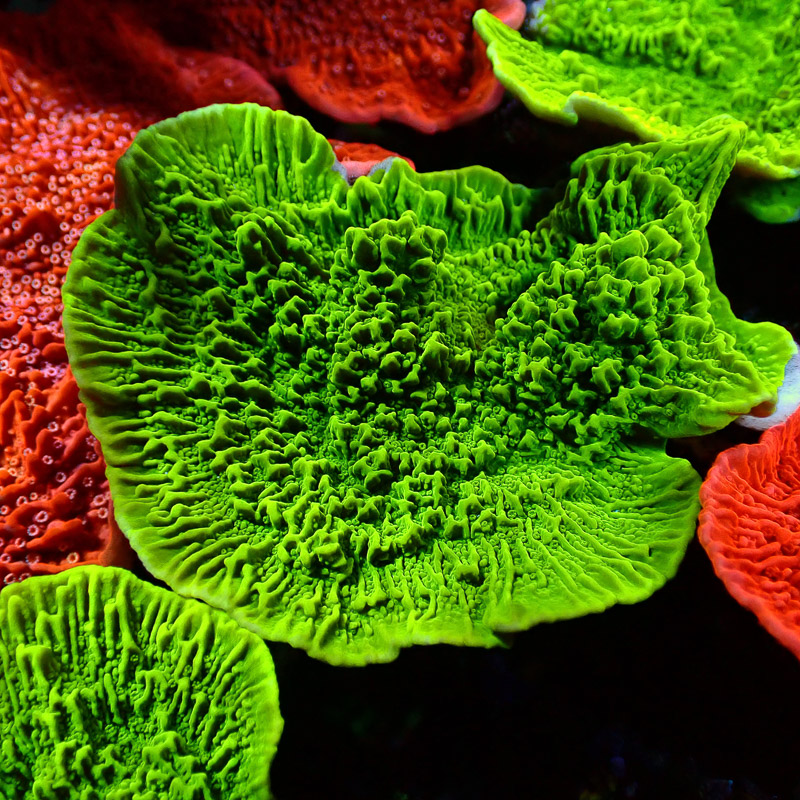 Montipora Grün Frag 15