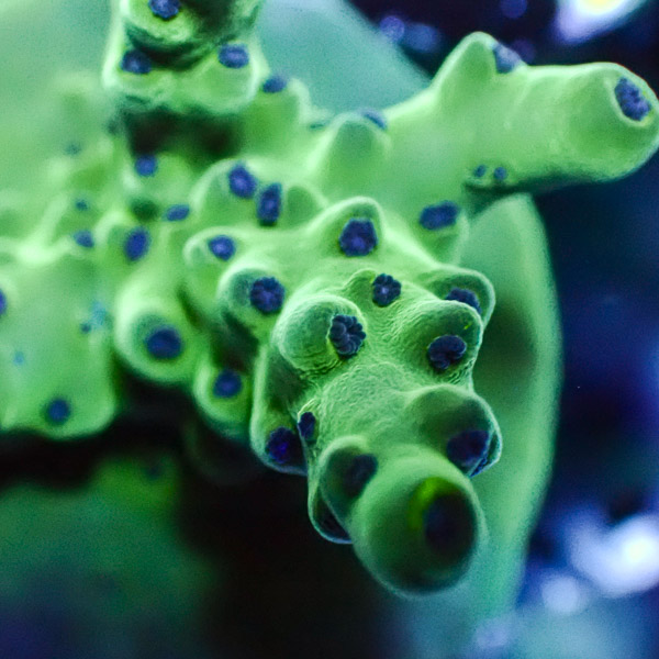 Acropora Grün mit blauen Polypen