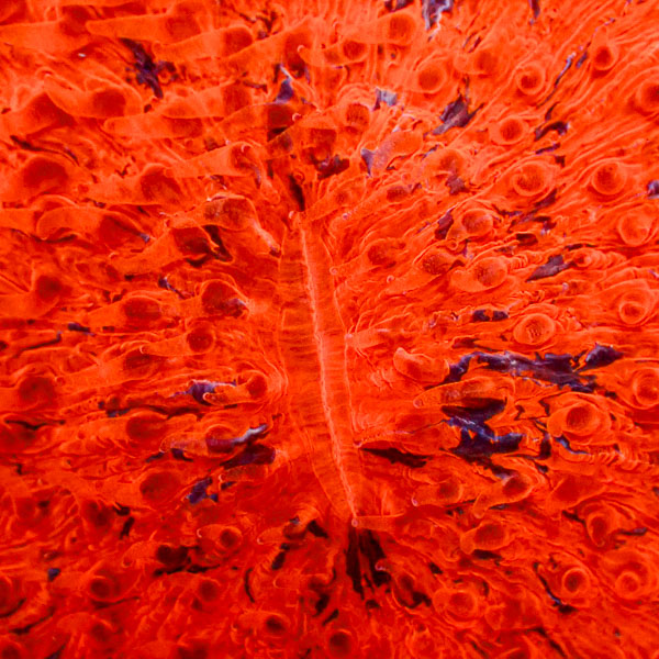 Fungia MC Nuclear Supernova