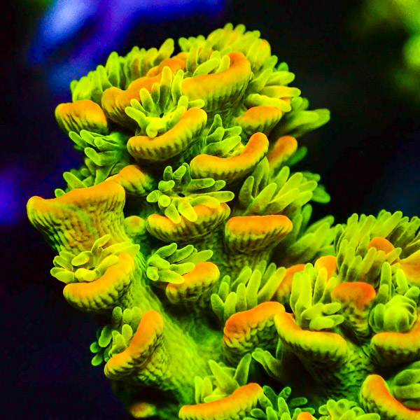 Acropora Tenuis Gelb/Grün/Orange