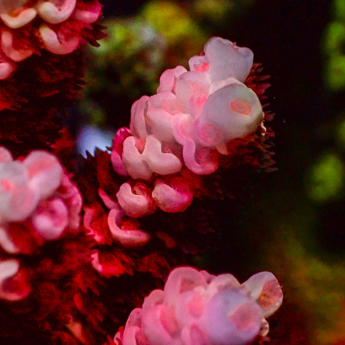 Acropora Tenuis Pink Nova