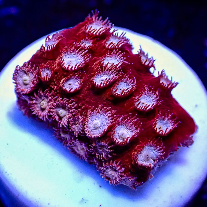 Cyphastrea WWC Peppermint Frag 03