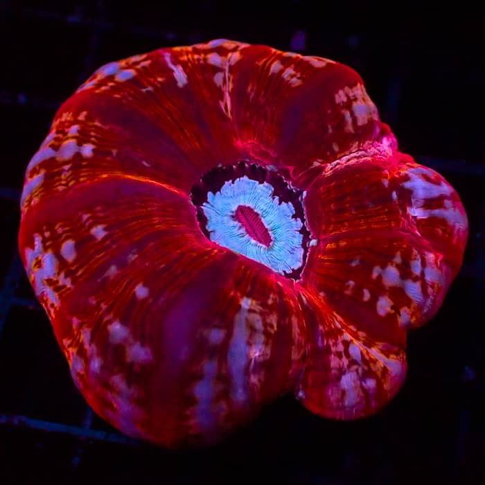 Cynarina MC Ruby Sapphire Eclipse