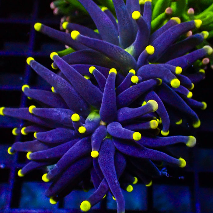 Euphyllia Black Torch Yellow Tips