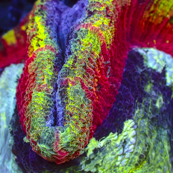 Trachyphyllia MC Painted Horizon