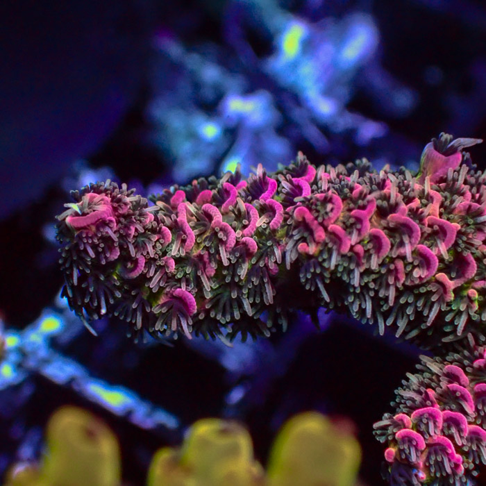 Millepora Pink Monster