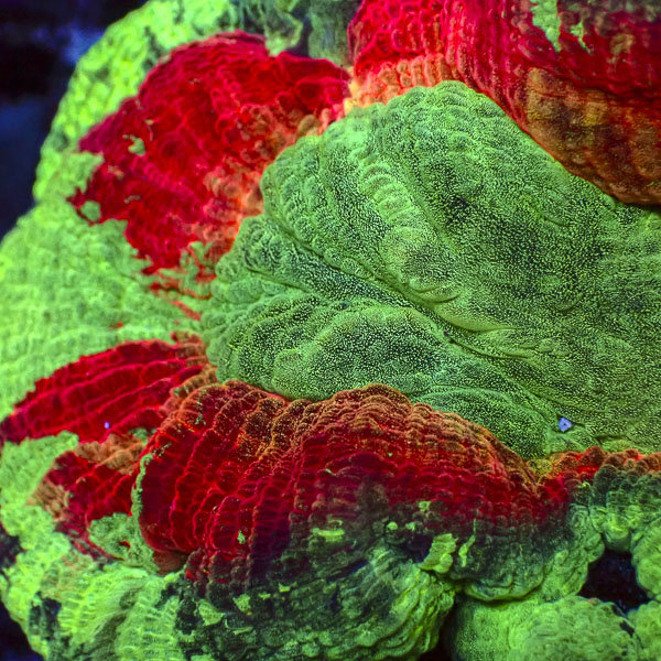 Trachyphyllia MC Poison Apple