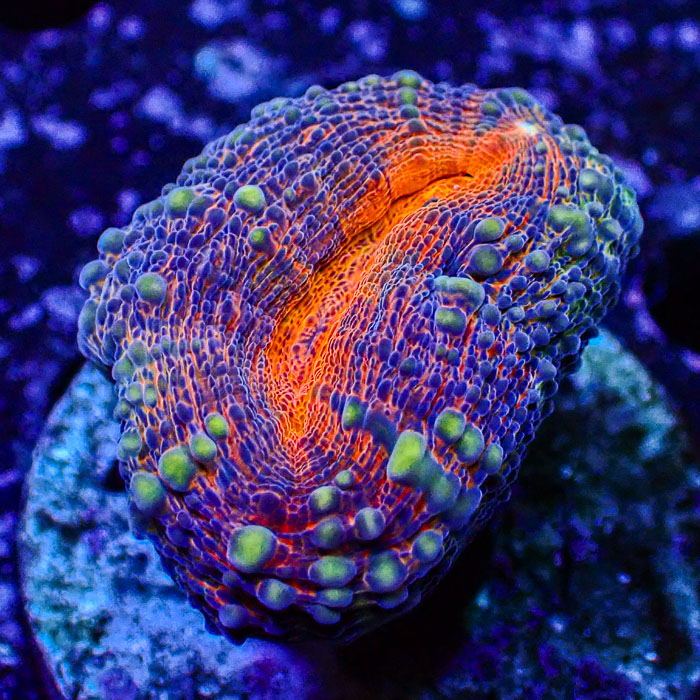 Lobophyllia MC Purple Dream Frag 2