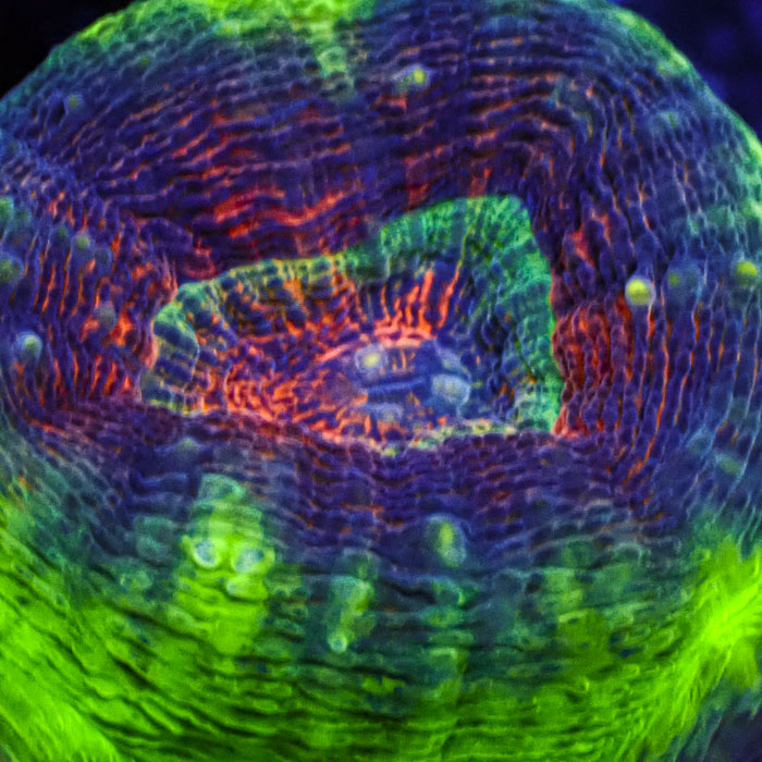 Lobophyllia MC Aurora Kaleidoscope Frag 01