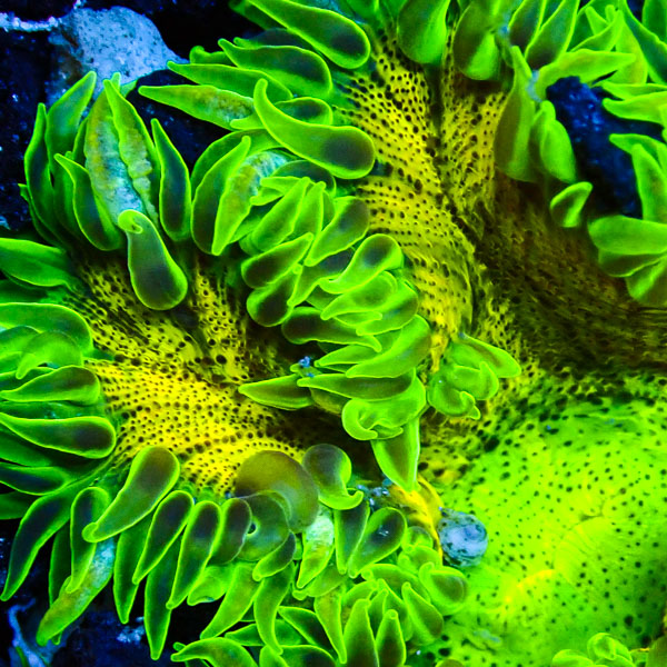 Phymanthus Crucifer MC Toxic Pulse