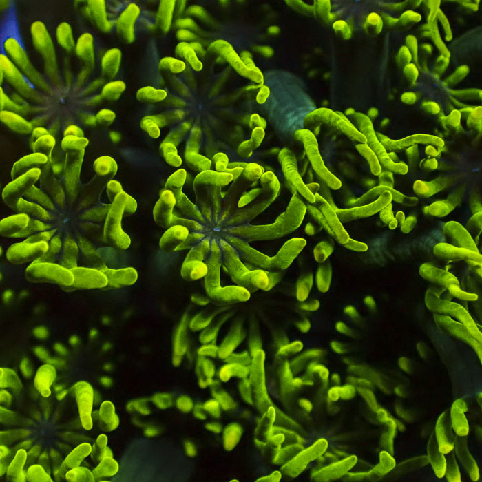 Goniopora Green Venom
