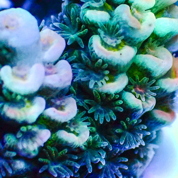 Acropora Tenuis Blau/Türkis/Grün/Rot