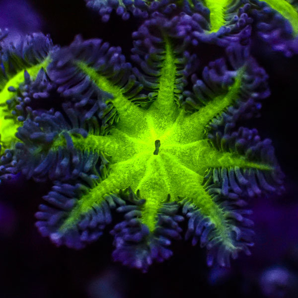 Clavularia MC Ultra Grün Ausgefüllt