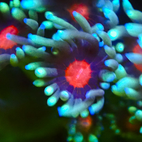 Alveopora MC Ruby Heart NZ CTO