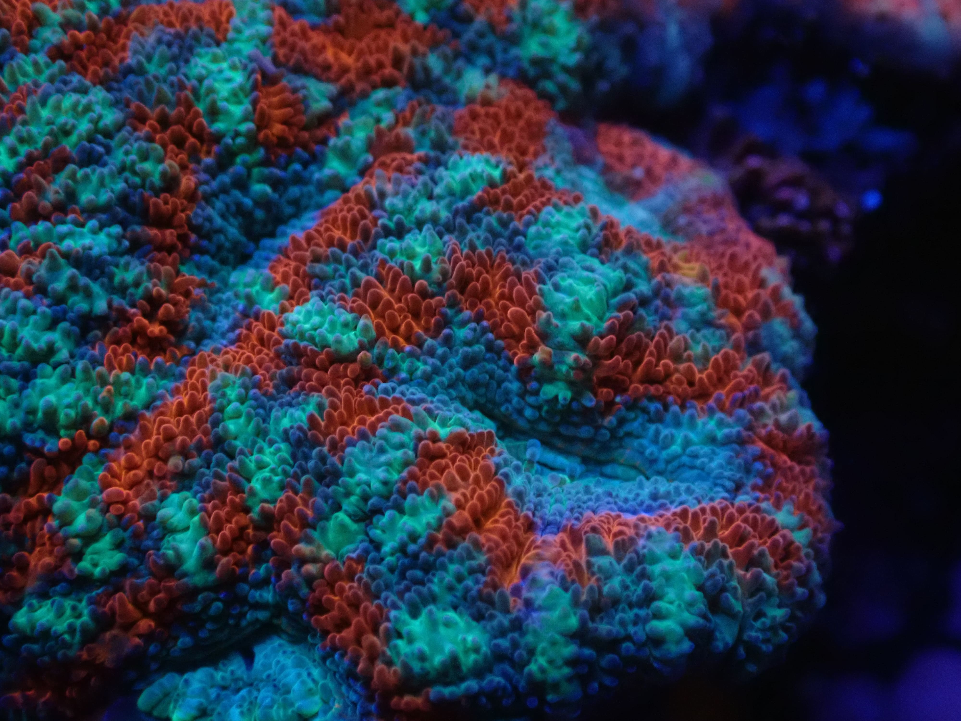 Micromussa  lordhowensis rot grün blau DNZ