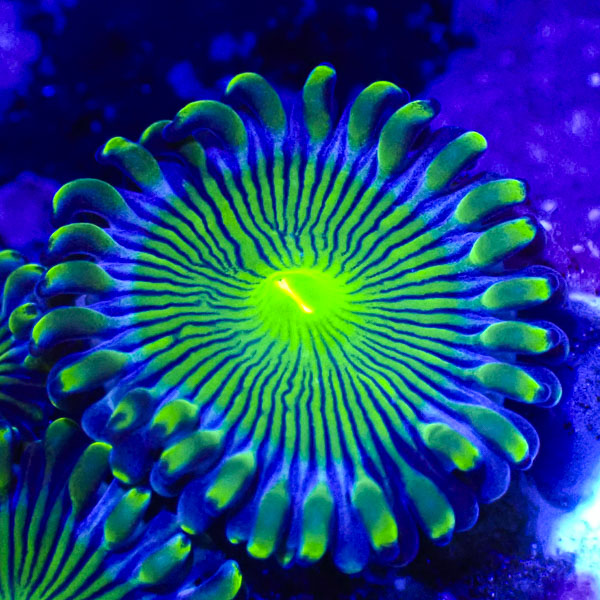 Zoanthus MC Blue Panama