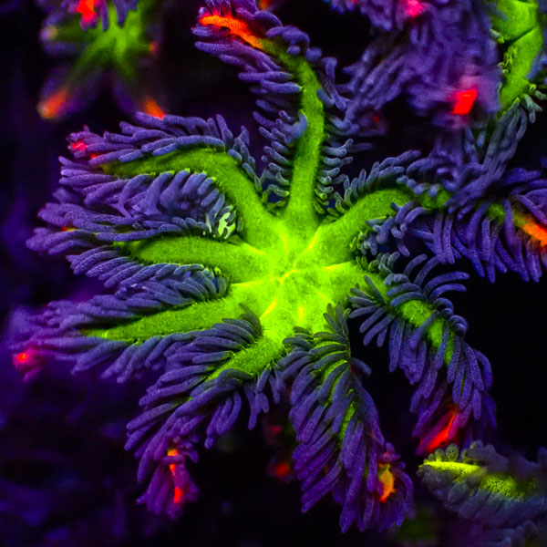 Clavularia MC Ultra Tricolor